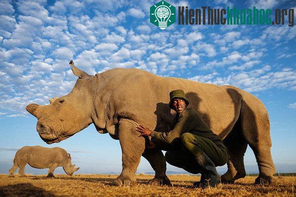 Chú tê giác trắng đực duy nhất còn lại trên thế giới