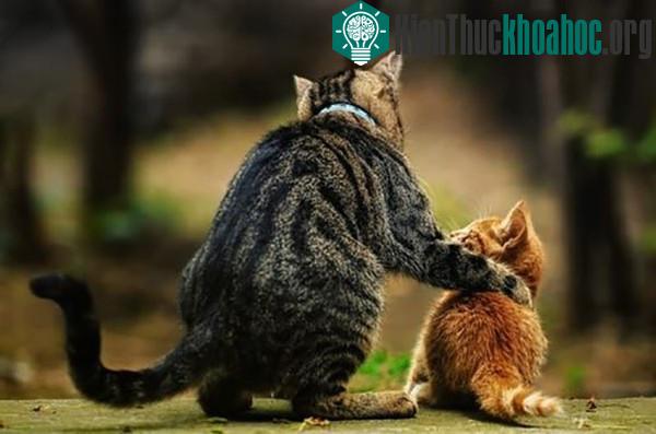 Vì sao mèo thích tha "chiến lợi phẩm" về nhà