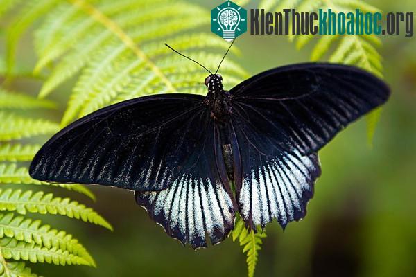 Cách các sinh vật tiến hóa ở thời hiện đại
