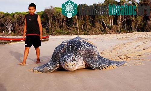 Rùa da với thân hình quá cỡ