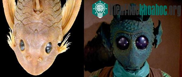 Sự giống nhau khó tin giữa Greedo và cá Peckoltia greedoi