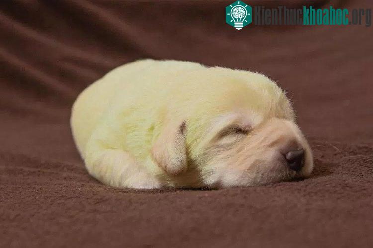 Điều này khiến sắc tố lông của chú màu xanh, tương tự như sắc tố gây ra vết bầm tím ở người.