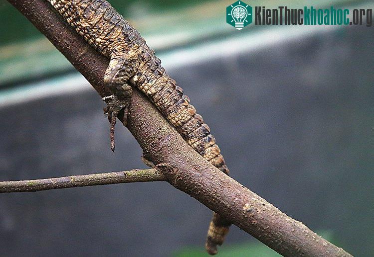 Thằn lằn cá sấu có khả năng leo trèo giỏi nhưng lại thích sống dưới nước.