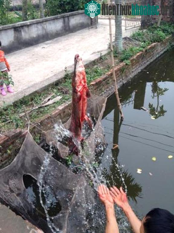 Cá có chiều dài 70cm và nặng gần 8kg.