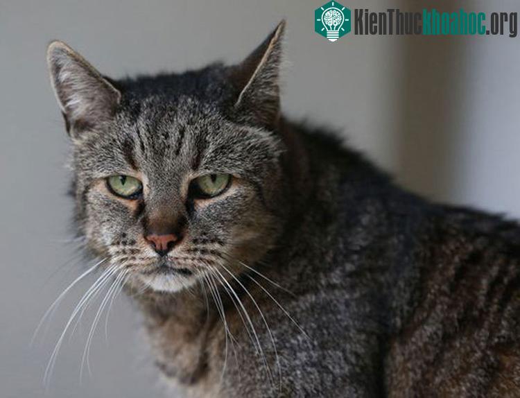 Tuy vậy, để có thể được sách kỷ lục Guinness thế giới công nhận là chú mèo có tuổi thọ cao nhất còn sống thì mèo Nutmeg cần phải được các nhà khoa học xét nghiệm.