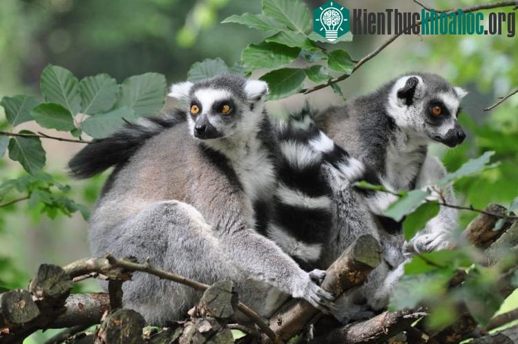 Về độ tàn nhẫn với đồng loại vượn cáo đuôi vòng chỉ chịu thua chồn Meerkat.