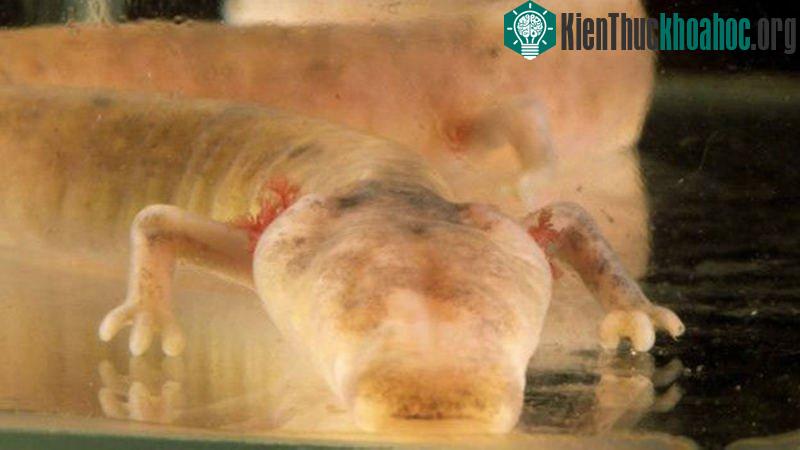 Thông qua màn hình tivi đặt gần đó, khách tham quan có thể xem những quả trứng nhỏ lơ lửng trên tảng đá.