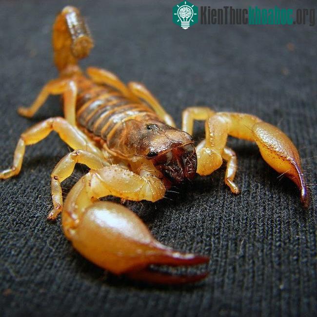 Bò cạp Deathstalker