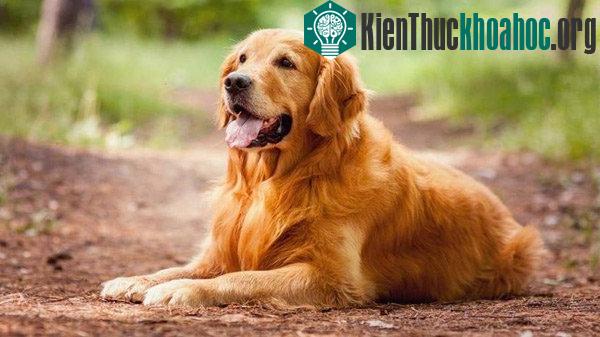 Những giống chó thông minh nhất thế giới