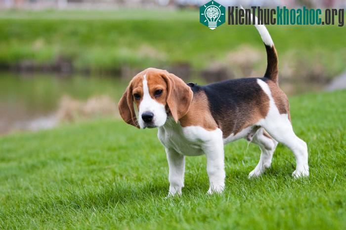 Chó Beagle