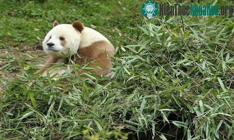 Gấu trúc nâu duy nhất trên thế giới ăn 40kg tre mỗi ngày ảnh 4