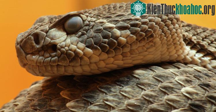 Sức mạnh của rắn Viper Bắc Mỹ bị vô hiệu hóa và bài học cho con người chúng ta.