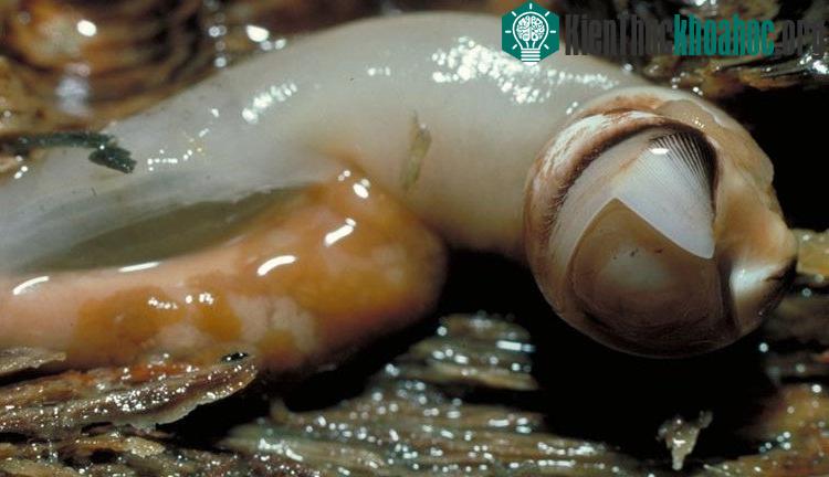 Đầu của hà đục gỗ có 2 mảnh cong nhô lên và được cấu tạo bằng chất vôi cứng bao bọc.