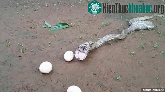 Rắn hổ mang chúa thường sinh sống ở những khu rừng mưa của Ấn Độ và Đông Nam Á. Nọc độc của chúng có thể giết chết 20 người cùng lúc.