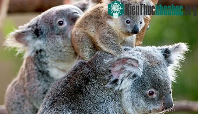 Gấu Koala
