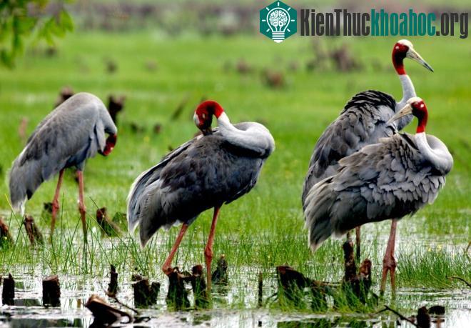 Ngoài ra việc buôn bán bất hợp pháp trứng, chim non và chim trưởng thành hoặc săn bắt trứng và sếu làm thức ăn cũng khiến loài ngày càng suy giảm.