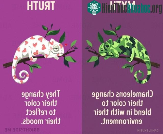 5. Tắc kè hoa thay đổi màu sắc để hòa lẫn với môi trường của chúng? Sự thật là chúng thay đổi màu sắc để phản ánh tâm trạng của chúng.