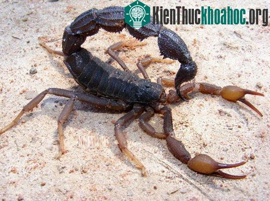 Tuổi thọ trung bình của bọ cạp là từ 2- 10 năm