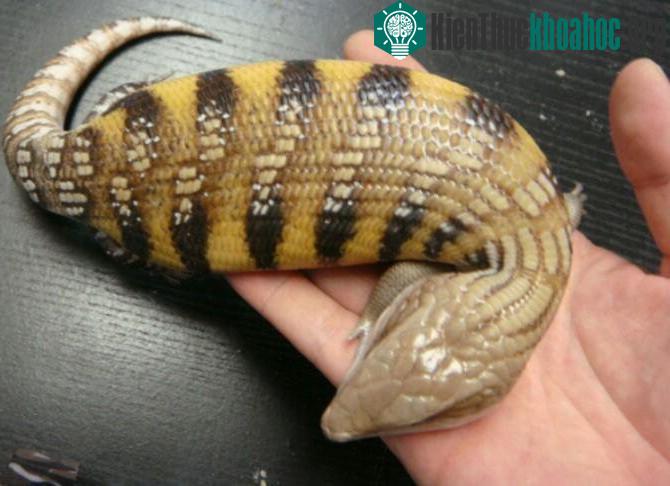 Tsuchinoko. (Ảnh minh họa).