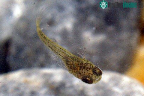 Dài khoảng 5mm, từ bụng mẹ, cá bảy màu sơ sinh "rơi tự do" xuống các lá rong hoặc nền bể.
