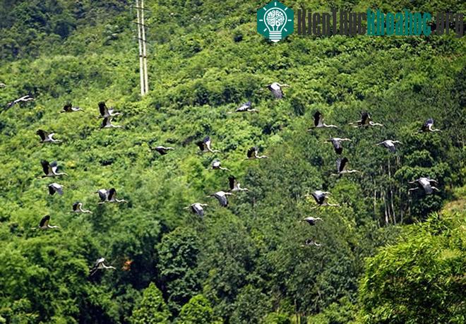 Khi thấy người từ xa là chúng bay đi, nên người dân rất khó tiếp cận.