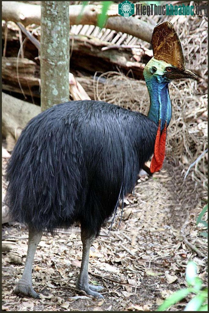 Đà điểu đầu mèo Cassowary