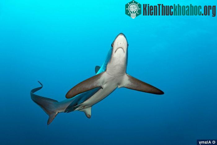 Cá nhám đuôi dài có chiếc đuôi dài ngang bằng chiều dài cơ thể nó. (Nguồn: nationalgeographic)