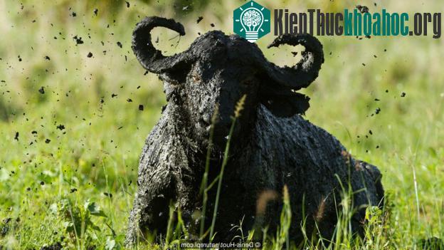 Một con trâu rừng châu Phi đang tắm bùn