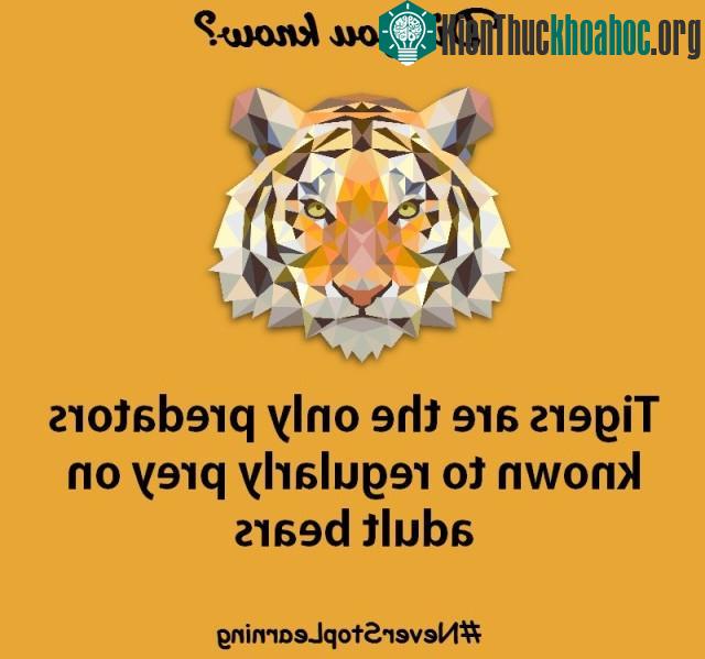5. Hổ là kẻ săn mồi duy nhất thường xuyên săn gấu lớn.