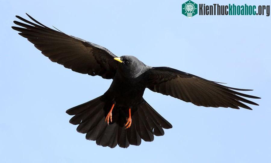 5. Pyrrhocorax Graculus (độ cao tối đa: 8.077,2m).