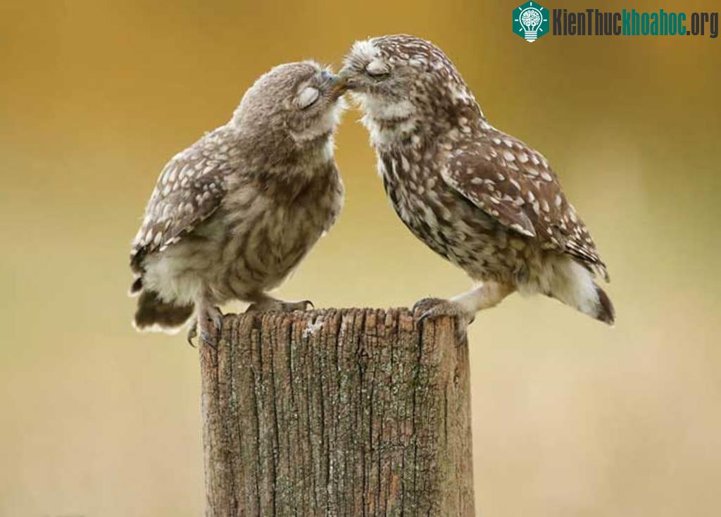 Trao nụ hôn mãnh liệt vào buổi sáng