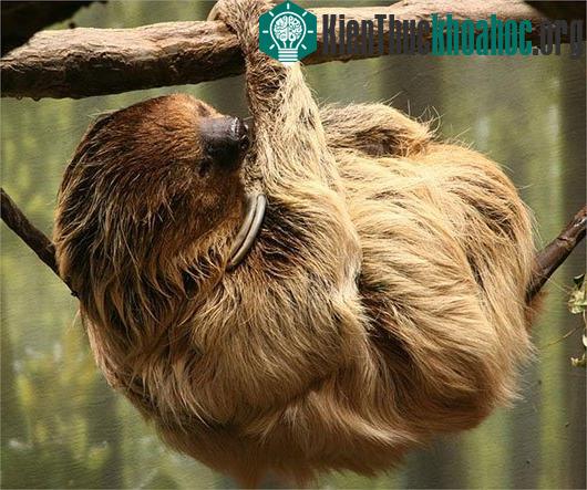 Loài lười Bradypus tridactylus có khả năng treo mình bất động trên cây nhiều giờ liền