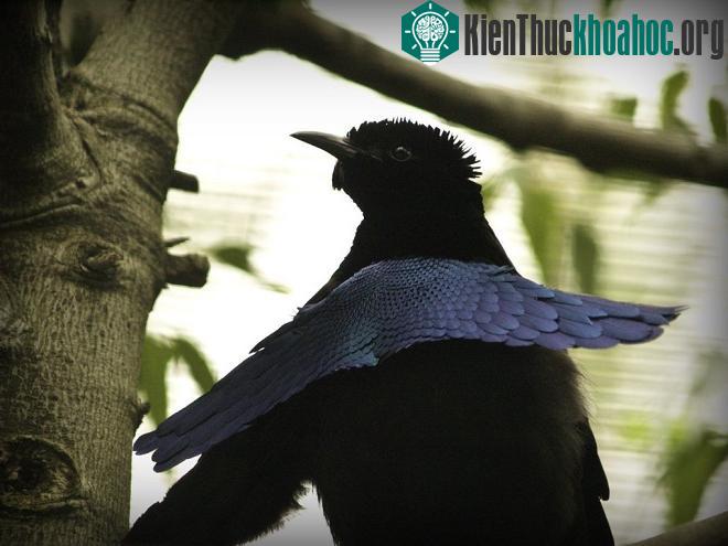 Không giống với những loài khác trong họ chim thiên đường với đặc trưng là phần lông đuôi dài, loài Lophorina superba có phần lông biến thể giống lớp áo choàng. Khi tìm kiếm đối tượng, con chim đực...