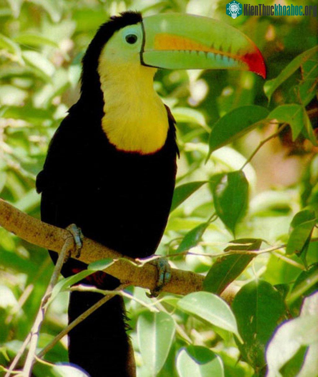 Chim Ramphastos Sulfuratus