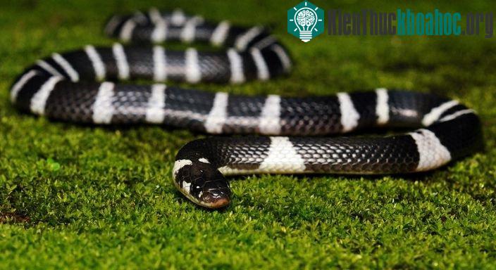 Rắn cạp nong Blue Krait