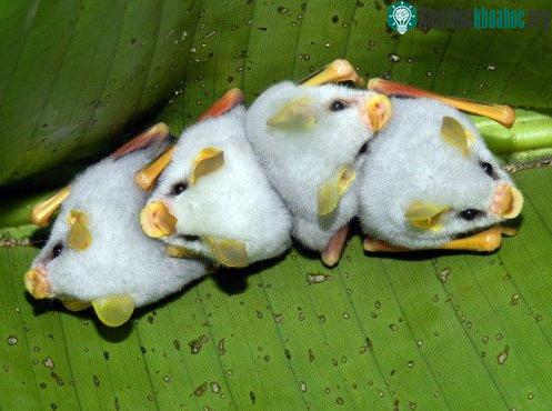 Cận cảnh loài dơi trắng đáng yêu nhìn lạ nhất thế giới ảnh 4