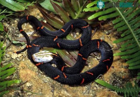 Rắn lục đầu bạc (Azemiops feae)