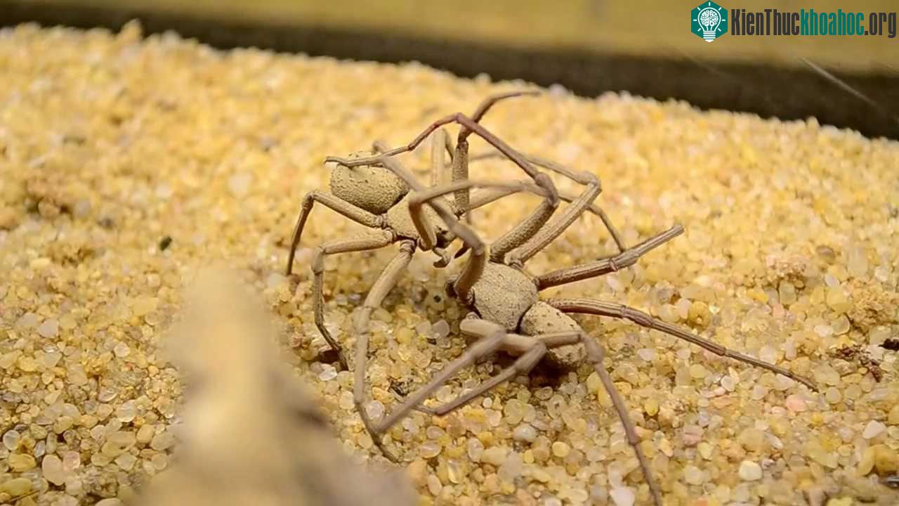 Nhện cát sáu mắt