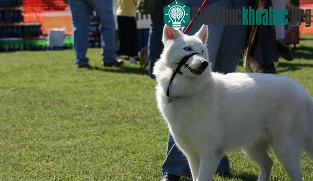 Giống chó Hybrid lai giữa chó và sói cũng nằm trong top 5 này. (Ảnh: Dog Notebook).