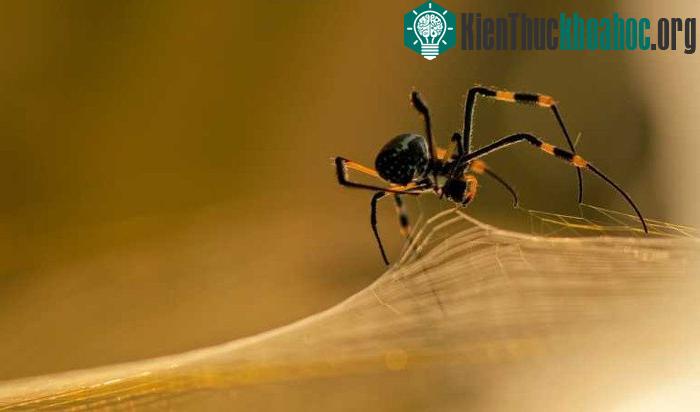 Nhện cũng biết "tái chế" theo một cách rất riêng.
