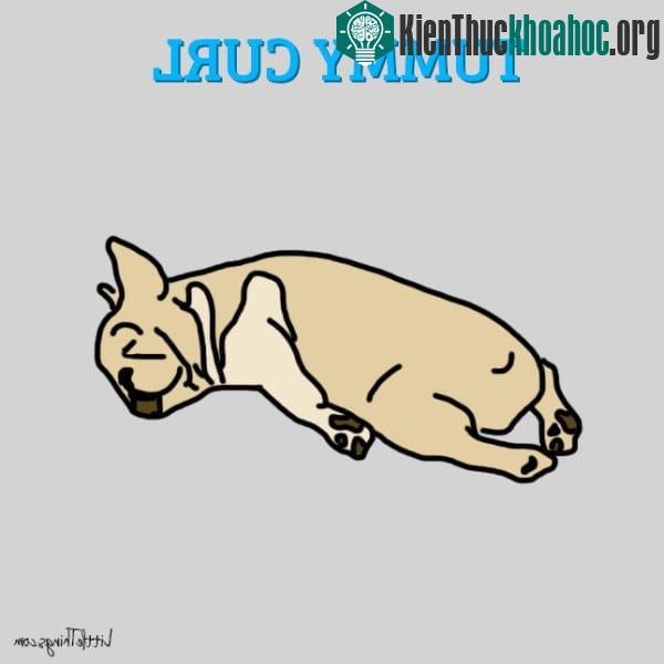 Chó ngủ ở tư thế nằm sấp co người