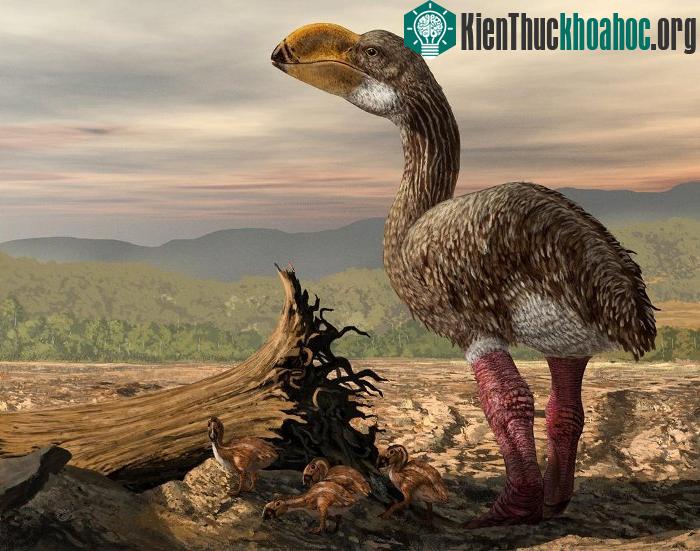 Loài chim biết không bay Dromornis stirtoni cao ba mét và nặng 500kg.