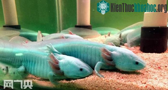 Kỳ giông hoang dã Axolotl ngày nay có nguy cơ bị tuyệt chủng do tình trạng đô thị hóa ở Mexico và ô nhiễm nước.