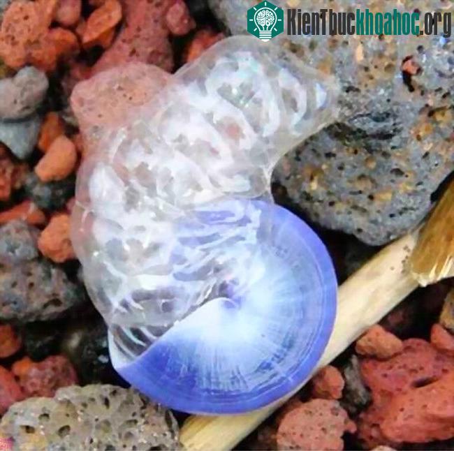 Ảnh chụp tự nhiên của loài ốc sên này khi dạt vào bờ.