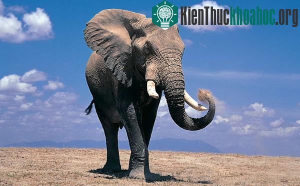 Những khám phá cực hay ho về loài voi khổng lồ