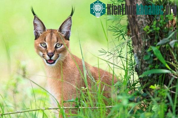 Tìm hiểu về loài mèo hoãng dã Caracal ảnh 4