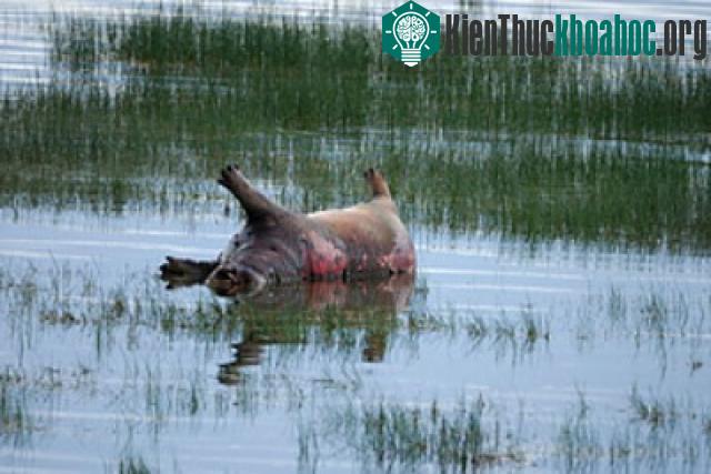 Những vụ chết tập thể kỳ bí