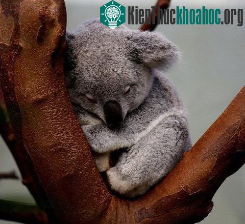 Những sự thật bất ngờ về loài gấu Koala