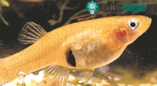 Cá ăn muỗi.&nbsp;