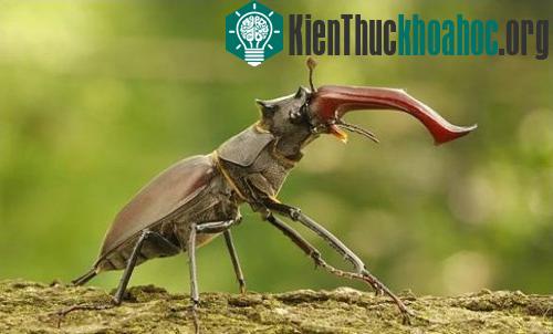 Những vật nuôi đắt giá nhất thế giới